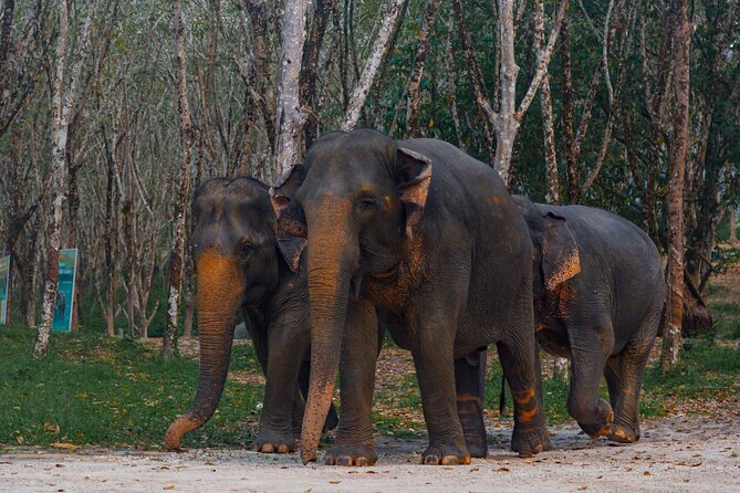 Khao Lak Elephant Sanctuary Tour with Waterfall and Lunch - Herbal vitamin ball workshop: more than a souvenir making class
