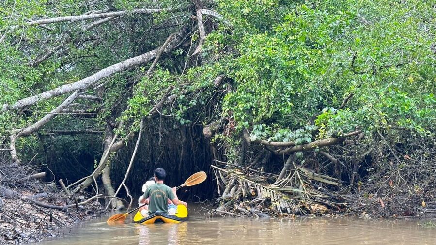 Khao Lak: Elephant Sanctuary Visit and Mangrove Kayak Tour - Should you book this Khao Lak elephant and mangrove tour?