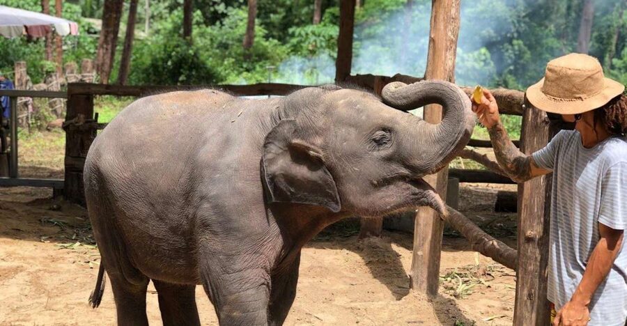 Khao Lak Ethical Adventure: Rafting, Turtles & Elephants - Who This Tour Is Best For (and Who Should Skip It)