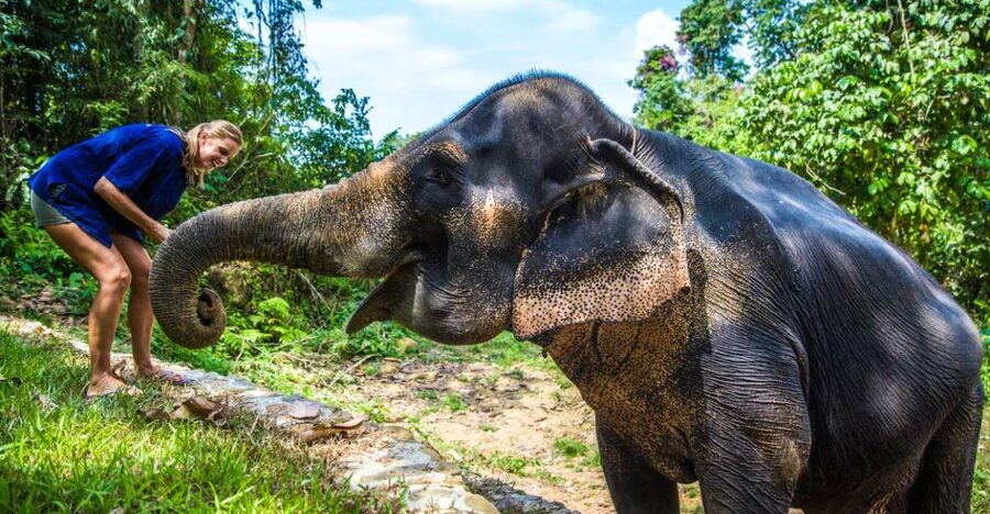Khao Lak: Ethical Elephant Sanctuary Experience - Jungle Walk Side by Side: How the Handlers Keep It Safe