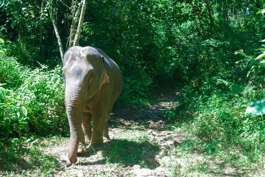 Khao Lak: Ethical Elephant Sanctuary Experience - Food Prep and Feeding: The Moment You Feel the Scale of Care