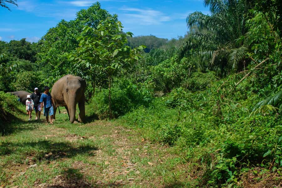 Khao Lak: Ethical Elephant Sanctuary Experience - Thai Lunch and Time to Breathe (and Shop)