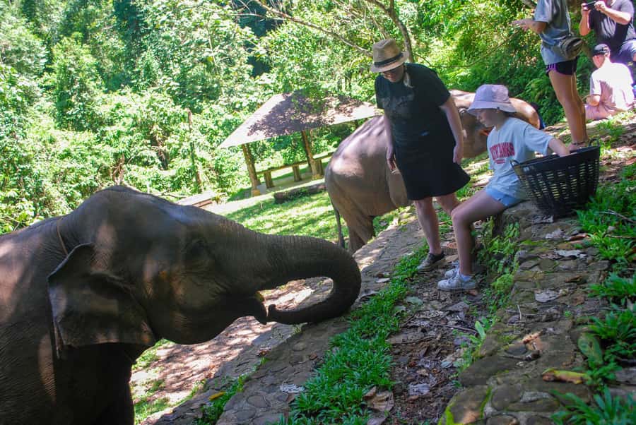 Khao Lak: Ethical Elephant Sanctuary Experience - Price and Value: Is $112 a Fair Deal?