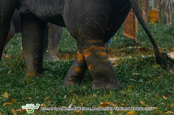 Khao Lak Ethical Elephant Sanctuary Small Group Tour - Small-group flow and how pickup affects your day