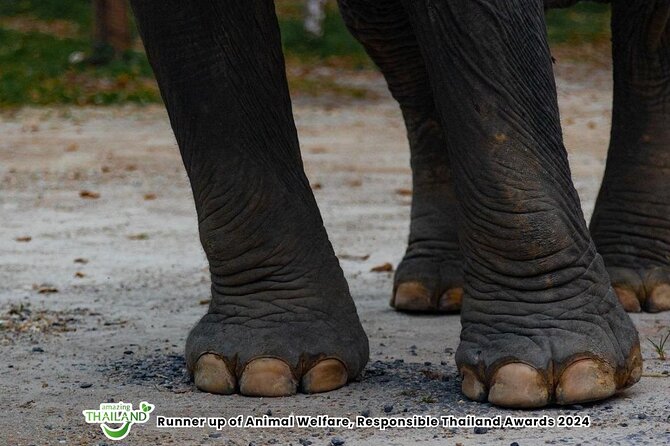 Khao Lak Ethical Elephant Sanctuary Small Group Tour - Rubber plantation time: education beyond the elephant moment