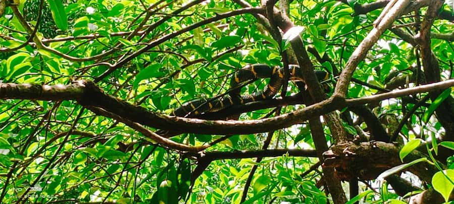 Khao Lak: Full-Day Khao Sok Jungle Walk and Canoeing Tour - Key highlights to look for
