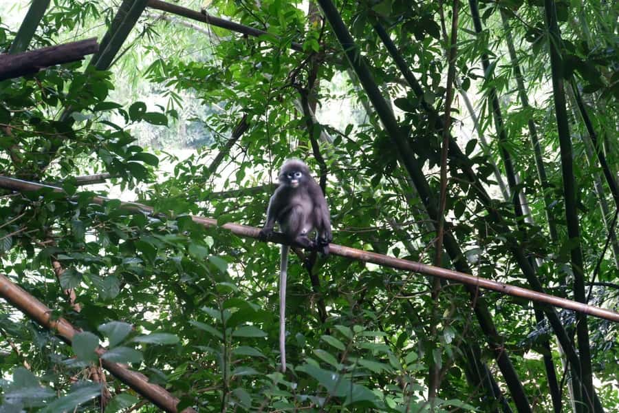 Khao Lak: Full-Day Khao Sok Jungle Walk and Canoeing Tour - Khao Lak to Khao Sok: why this day trip works (and what you’re really signing up for)