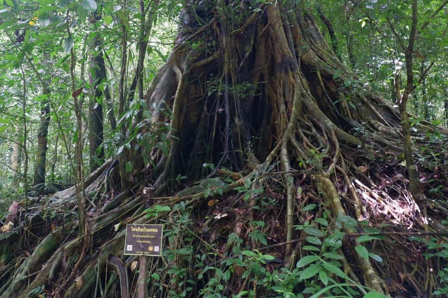Khao Lak: Full-Day Khao Sok Jungle Walk and Canoeing Tour - The Khao Sok jungle walk: wildlife spotting and pacing that doesn’t leave you behind