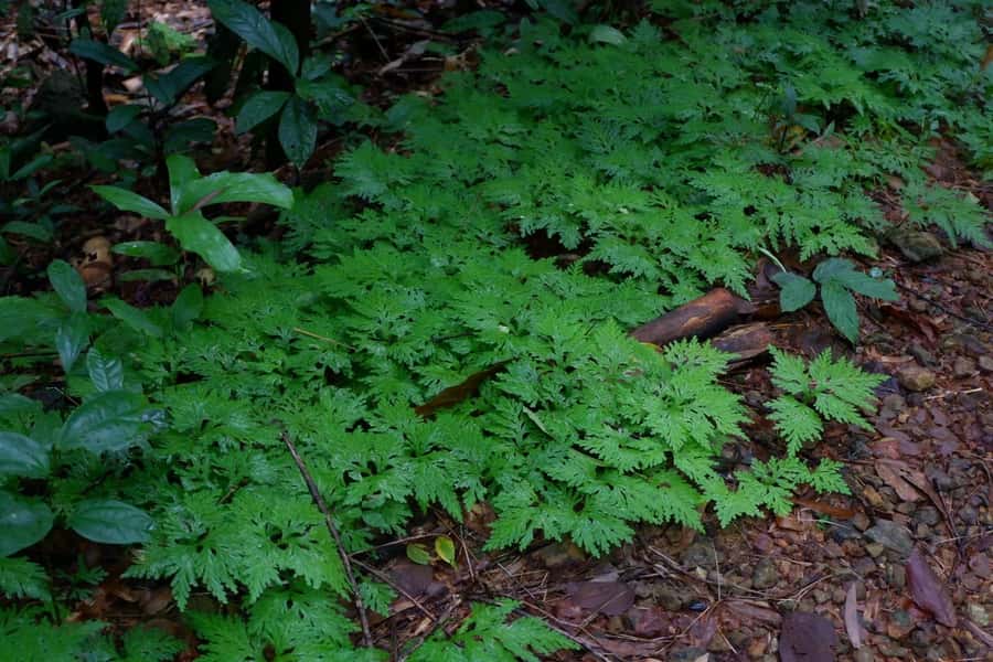 Khao Lak: Full-Day Khao Sok Jungle Walk and Canoeing Tour - Pickup timing, van ride, and packing like you mean it