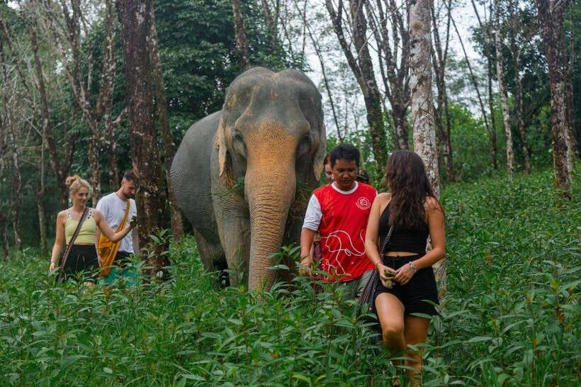 Khao Lak Guided Nature Walk & Elephant Experience - Key highlights worth your attention
