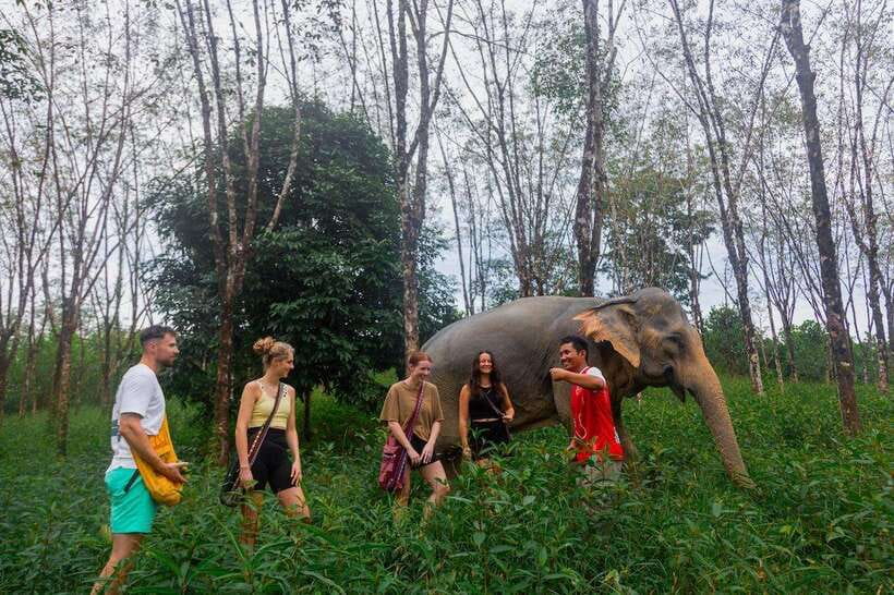 Khao Lak Guided Nature Walk & Elephant Experience - Khao Lak nature walk: what the 90 minutes really feels like