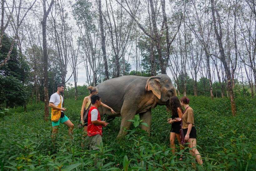 Khao Lak Guided Nature Walk & Elephant Experience - What happens during the walk with the elephants