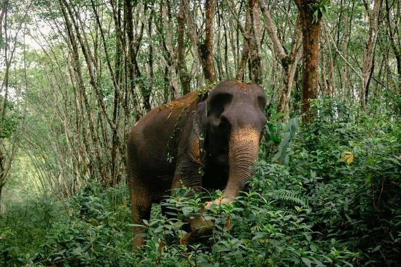 Khao Lak Guided Nature Walk & Elephant Experience - Price and value: is $51 worth 90 minutes?