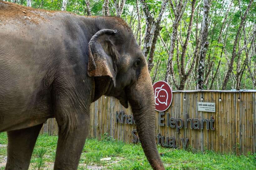 Khao Lak Guided Nature Walk & Elephant Experience - Who this tour suits best (and who might want a different option)