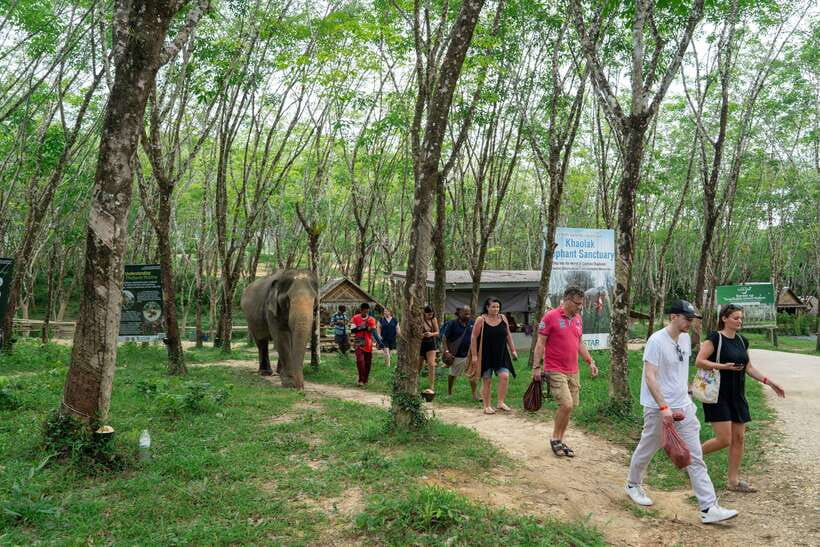 Khao Lak Guided Nature Walk & Elephant Experience - How to get the most from your visit