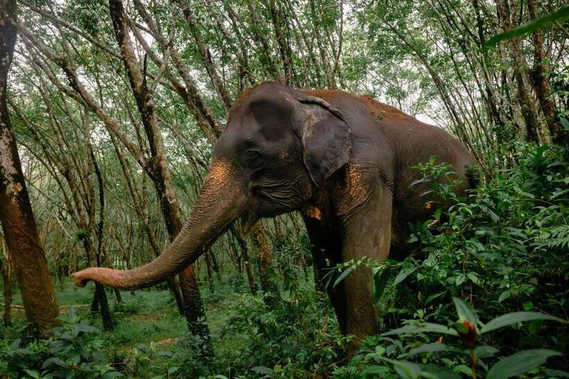 Khao Lak Guided Nature Walk & Elephant Experience - The elephant sanctuary visit: ethical, hands-off, and based on their comfort