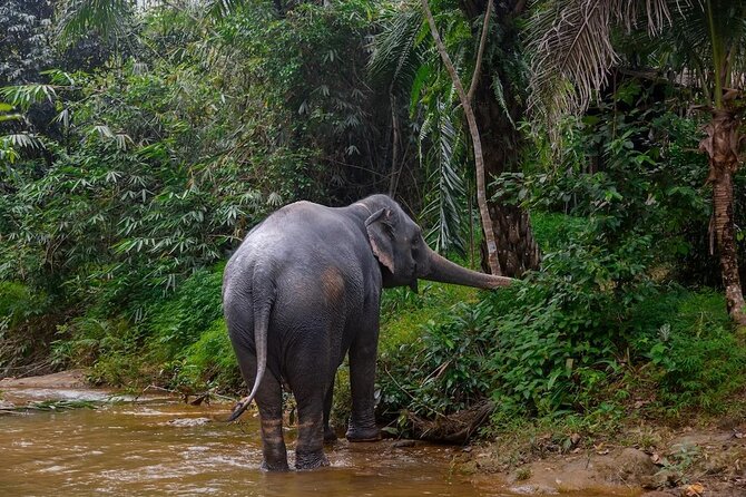 Khao Lak: Half day Bamboo Rafting Tour with Lunch - Pool Access, Splash Zones, and Slides: The Smart Way to Beat the Heat