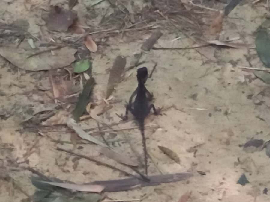 Khao Lak: Khao Sok Elephant Sanctuary and Night Jungle Walk - Wing Hin Waterfall Stop and Jungle Swimming Time