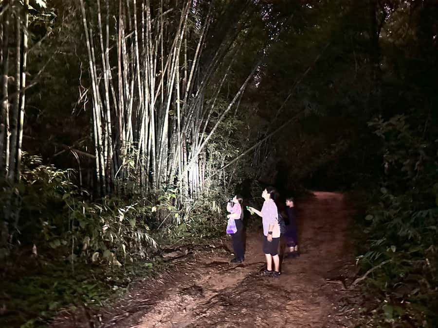 Khao Lak: Khao Sok Elephant Sanctuary and Night Jungle Walk - Price and Timing: Is $128 Worth the 8-Hour Structure?
