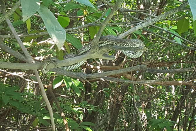 Khao Lak Mangrove Explorers - Guides Who Turn Nature Into Stories (And Better Spotting)