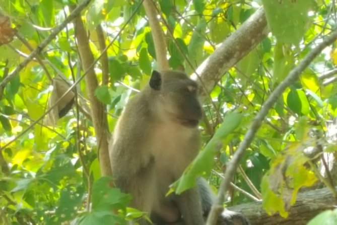 Khao Lak Mangrove Explorers - Longtail Boat Ride From a Local Fishing Village