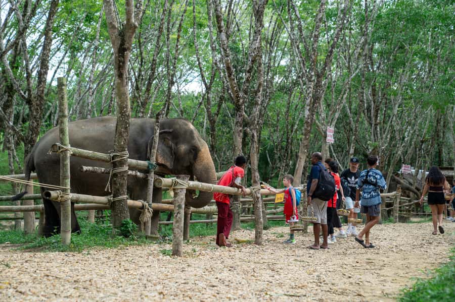Khao Lak Multi-Adventure: Bamboo Rafting, ATV & Elephants - Should you book this Khao Lak multi-adventure?