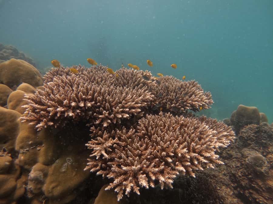 Khao Lak: Phi Phi & Bamboo Island Day Trip by Speedboat - Key things I’d clock before you go