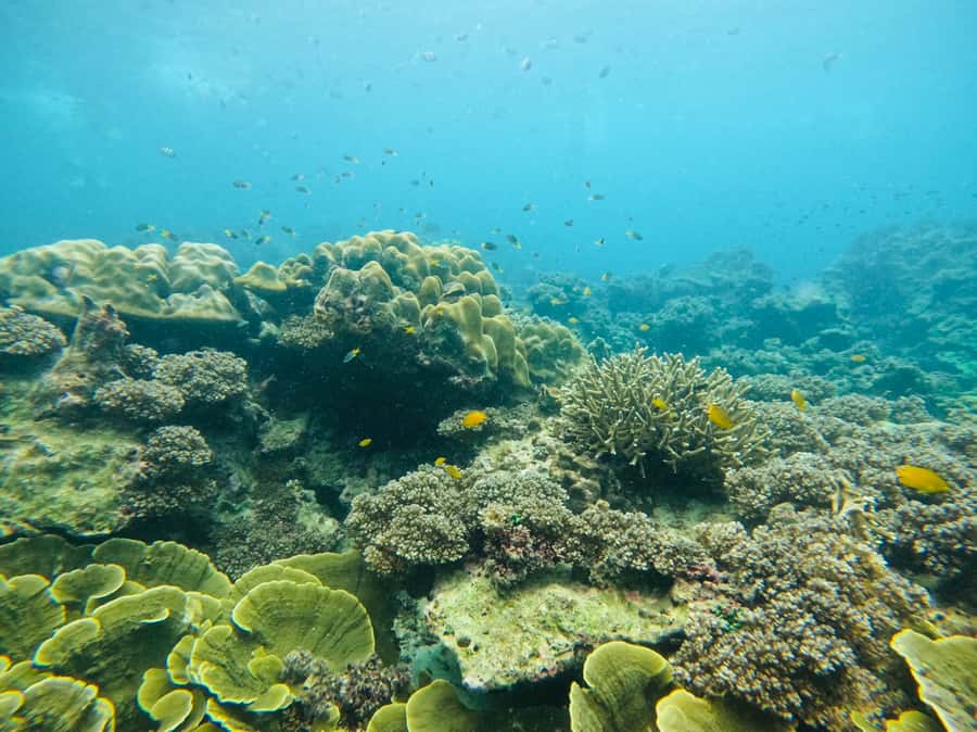 Khao Lak: Phi Phi & Bamboo Island Day Trip by Speedboat - Bamboo Island for sand, swimming, and the slow part of the day