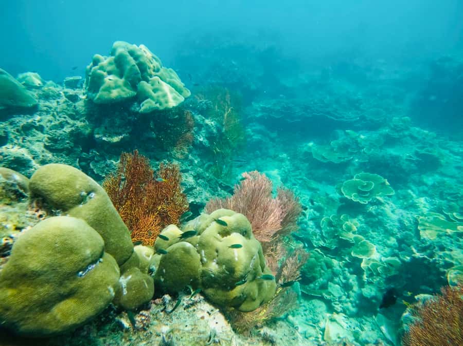 Khao Lak: Phi Phi & Bamboo Island Day Trip by Speedboat - Monkey Beach and Viking Cave: short stops with big scene value