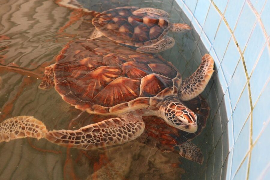 Khao Lak: Raft Expedition & Sea Turtle Conservation Center - Turtle Conservation at the Royal Thai Navy Center: What You’ll Actually See