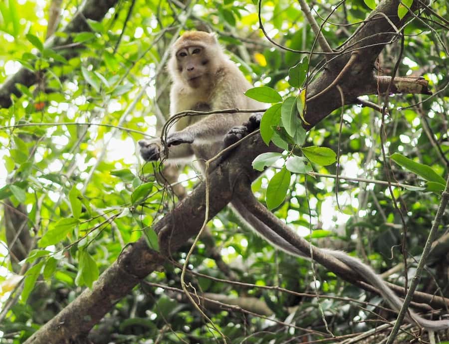 Khao Lak's Little Amazon: Canoe, Trek & Waterfall Day Trip - On the Canoe in Phang Nga’s Little Amazon (คลองสังเน่ห์)