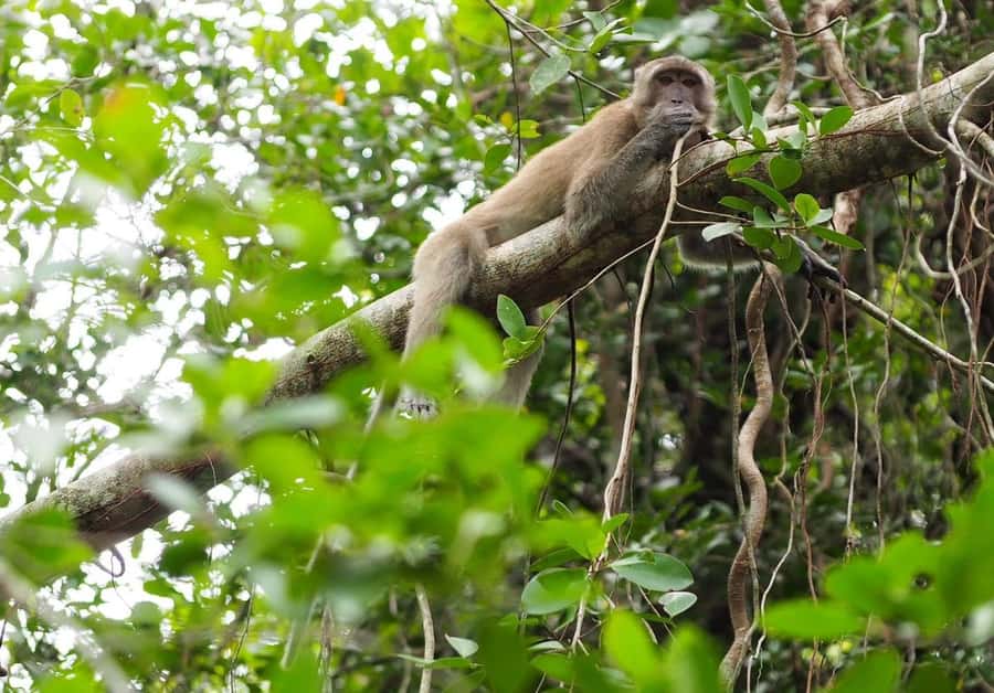 Khao Lak's Little Amazon: Canoe, Trek & Waterfall Day Trip - Sri Phang Nga National Park Walk and the Waterfall Swim