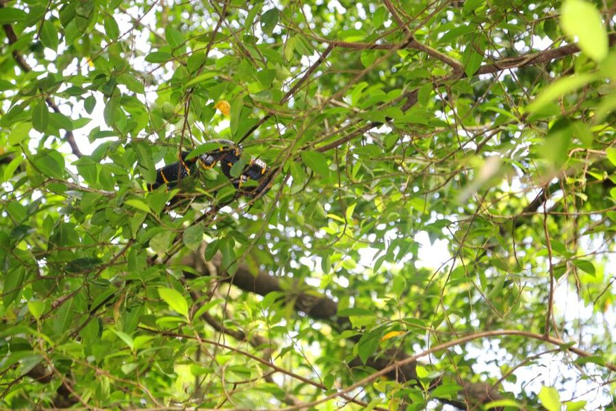 Khao Lak: Sri Phang Nga Canoe and Tam Nang Waterfall Tour - Canoeing the Sang-Nea River Little Amazon