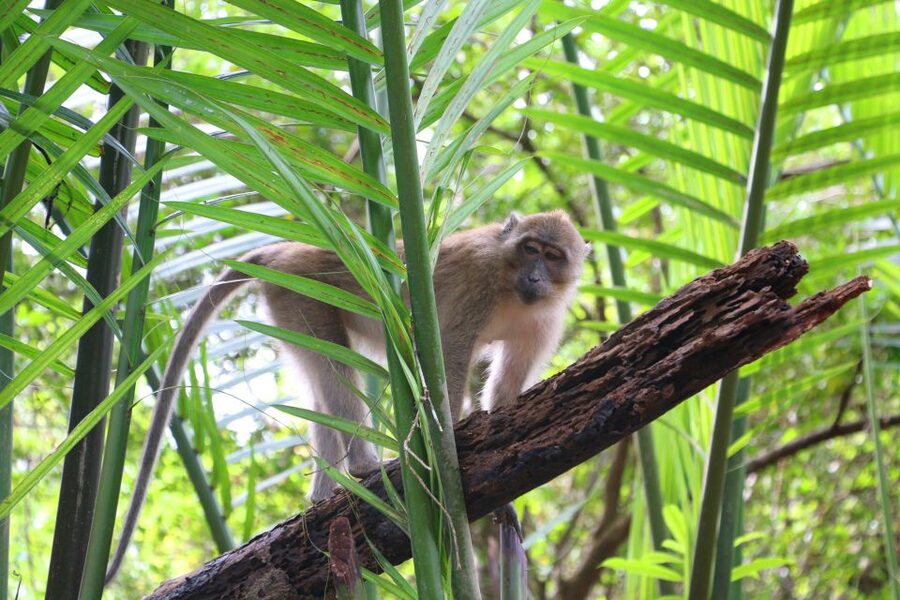 Khao Lak: Sri Phang Nga Canoe and Tam Nang Waterfall Tour - Lunch, seasonal fruits, and the hot springs reset