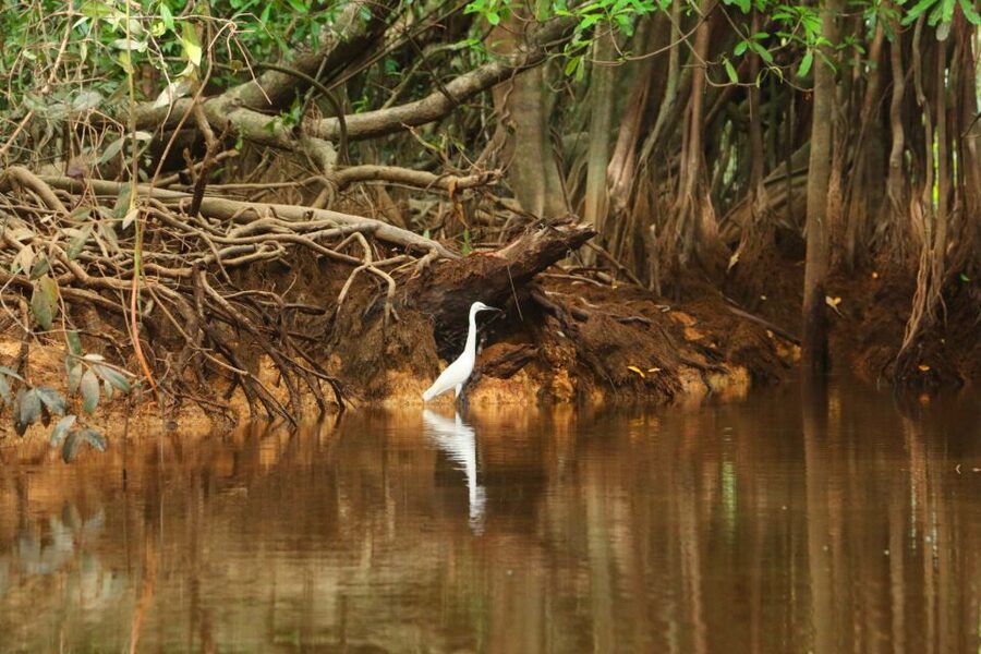 Khao Lak: Sri Phang Nga Canoe and Tam Nang Waterfall Tour - Banyan trees and the canoe mood shift