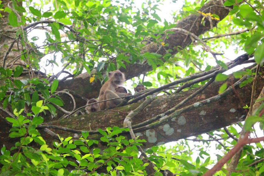 Khao Lak: Sri Phang Nga Canoe and Tam Nang Waterfall Tour - Wildlife spotting you can actually enjoy