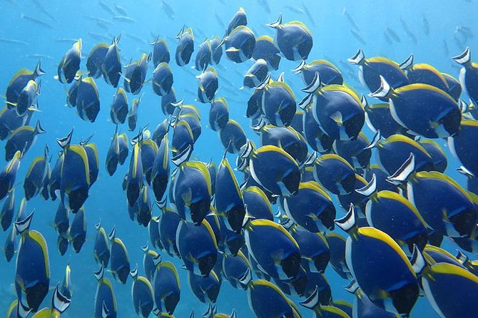 Khao Lak to Similan Islands Snorkeling Tour - Bangu Island (Koh 9): another hour to chase water visibility