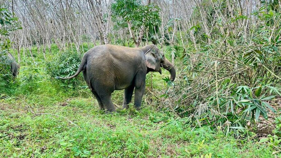 Khao Lak: Waterfall,Sea Turtle,Elephant Care,Meal & Transfer - Should You Book This Ethical Khao Lak Half-Day?