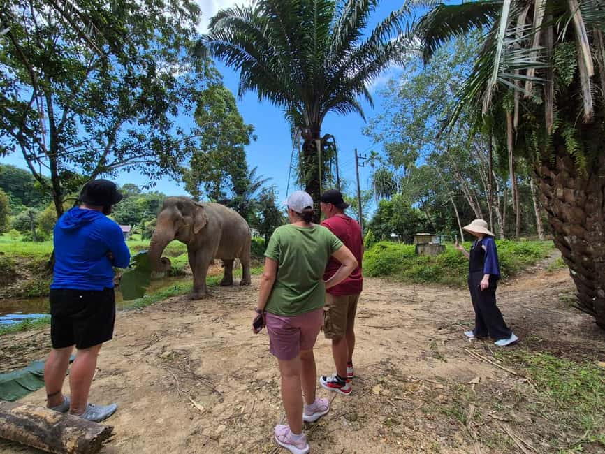 Khao Lak: Waterfall,Sea Turtle,Elephant Care,Meal & Transfer - Sea Turtle Conservation Center and Baby Turtle Spotting