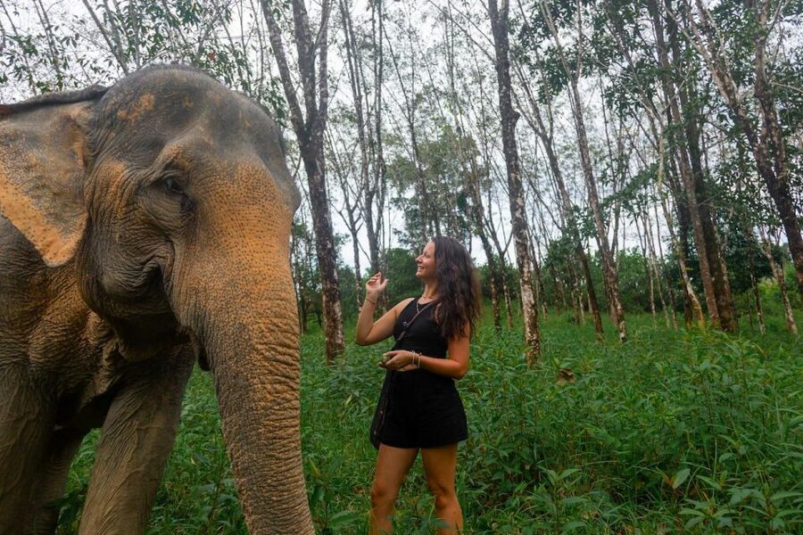 Khao Lak: Waterfall,Sea Turtle,Elephant Care,Meal & Transfer - Walking With Rescued Elephants at an Ethical Sanctuary