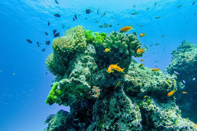 Khao Lak: Wow Andaman Snorkeling Trip to Similan Islands - Crowds, Sea Conditions, and When the Schedule Can Change
