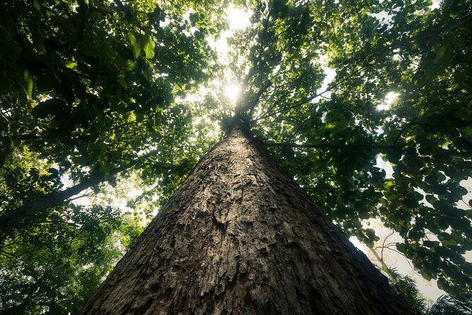 Khao Sok Rainforest | Hiking & Bamboo Rafting - Lunch at a local restaurant: included and flexible