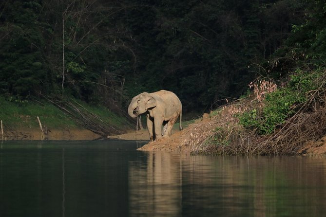 Khao Sok Wildlife 2 Days - Should you book this tour?