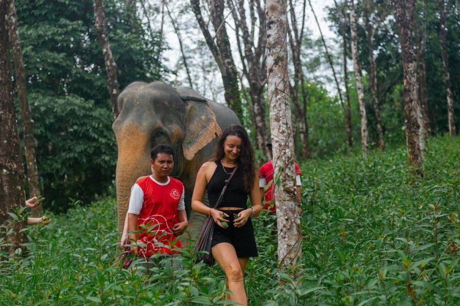 Khaolak: Begin the Day with Elephants - Walk and Feed Tour - Key Things I’d Highlight Before You Go