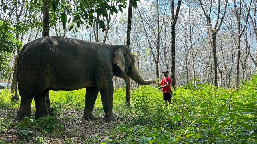 Khaolak: Begin the Day with Elephants - Walk and Feed Tour - Feeding Bananas and Cane Sugar: A Simple Activity With Big Meaning