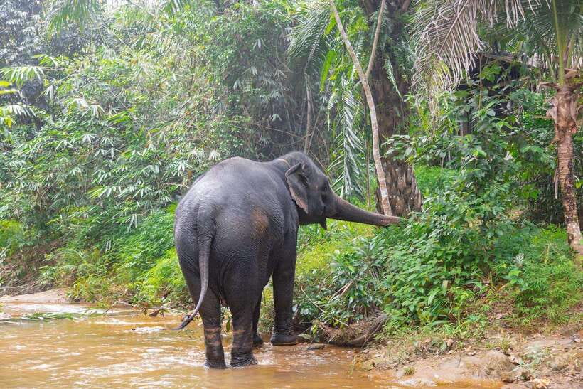 Khaolak: Elephant Sanctuary Guided Tour with Hotel Transfers - Khao Lak Ethical Elephant Sanctuary: What Makes It Feel Different
