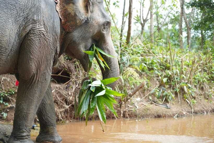 Khaolak: Elephant Sanctuary Guided Tour with Hotel Transfers - Arriving at the Sanctuary: The Safety Briefing That Sets the Tone
