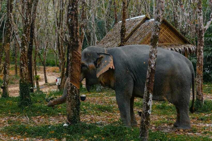 Khaolak: Elephant Sanctuary Guided Tour with Hotel Transfers - Unlimited Photos: How to Get Great Shots Without Getting in the Way