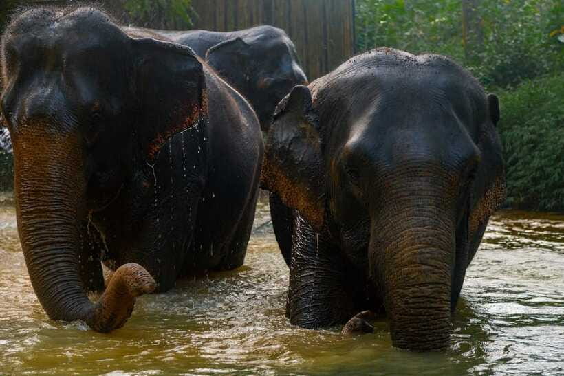 Khaolak: Elephant Sanctuary Guided Tour with Hotel Transfers - Conservation and Sustainable Practices: What You Learn While You Watch