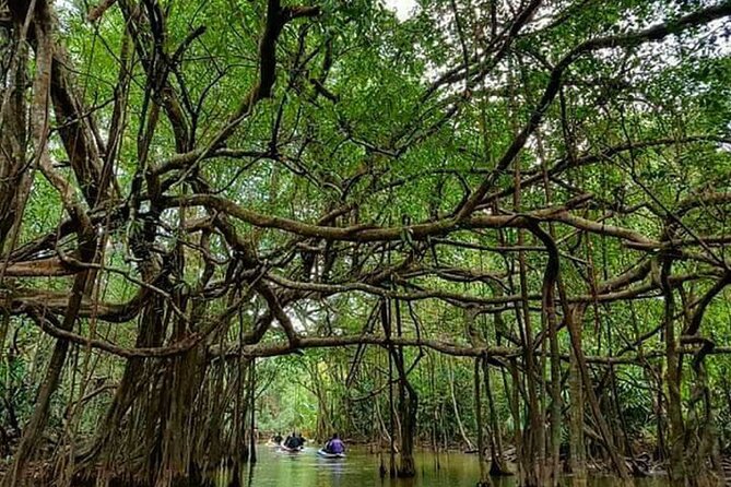 Khaolak Nature & Culture Tour with Lunch - Little Amazon canoeing: wildlife potential and a calmer pace
